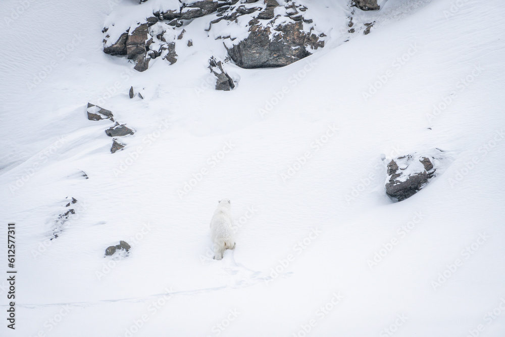 Polar Bear Svalbard