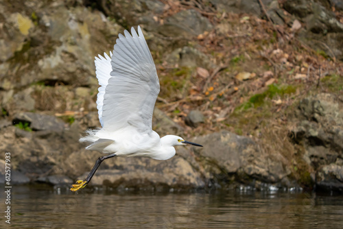Little Egret in Flight Over the Oi River Near Kyoto Japan