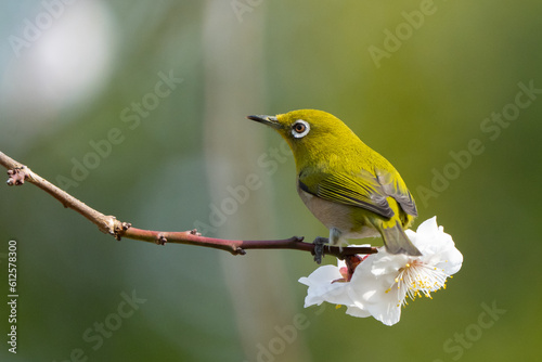 Warbling White-Eye in Cherry Blossoms in Japan