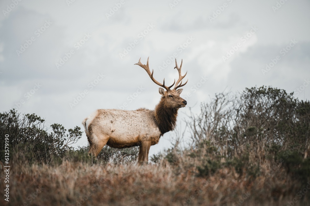 Closeup shot of a tule elk in the forest in California, USA Closeup shot of a tule elk in the forest in California, USA