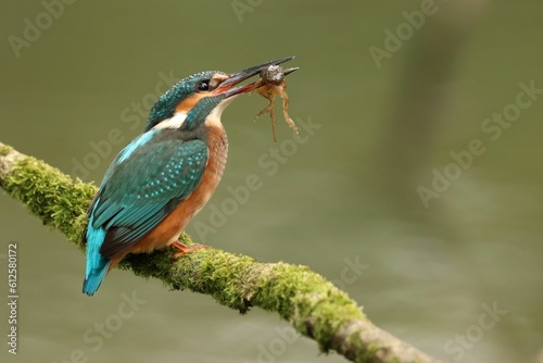 Close-up of a blue kingfisher (Alcedo atthis) perched on a tree branch eating an insect