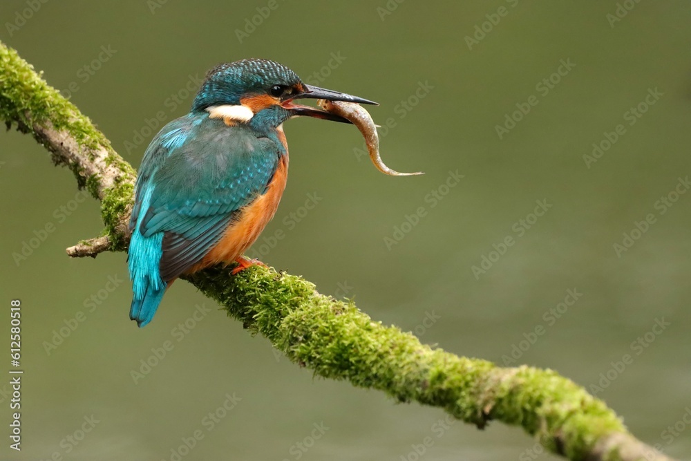 Close-up of a blue kingfisher (Alcedo atthis) perched on a tree branch eating an insect Close-up of a blue kingfisher (Alcedo atthis) perched on a tree branch eating an insect
