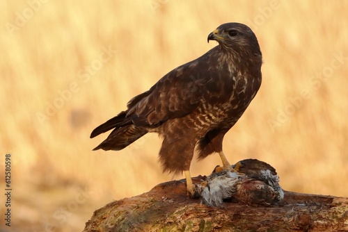 Close-up of a buzzard (Buteo buteo) eating a bird on the top of a rock
