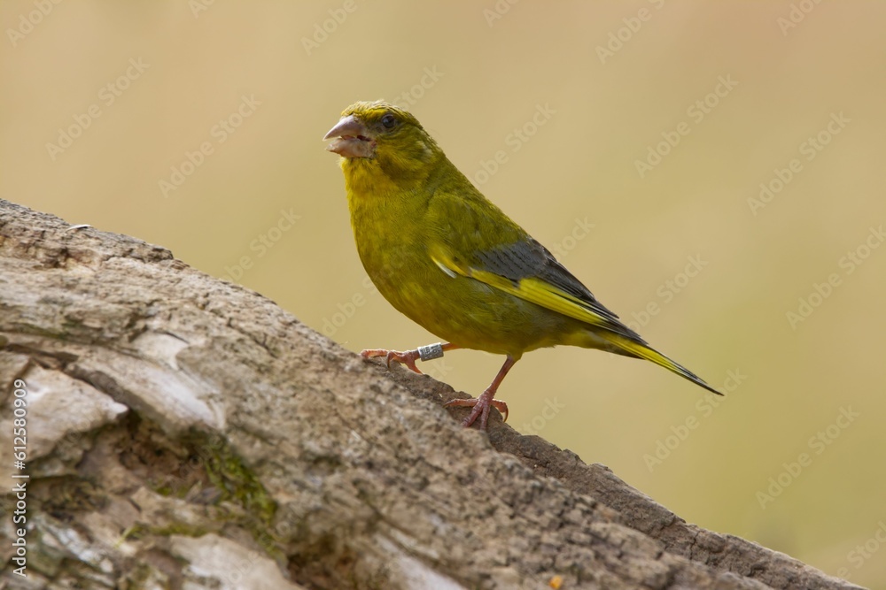 Fototapeta premium European greenfinch perching on wood