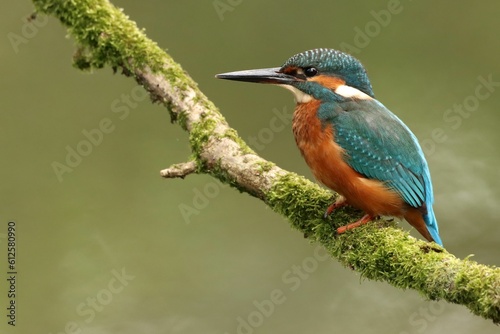 Close-up of a blue kingfisher (Alcedo atthis) perched on a tree branch © Wouter Knaepen/Wirestock Creators