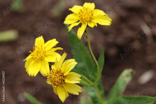 Closeup of beautiful yellow Arnica chamissonis flowers growing in a garden photo