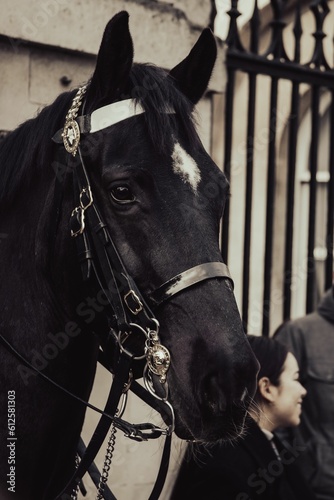 Vertical shot of a cute beautiful black horse