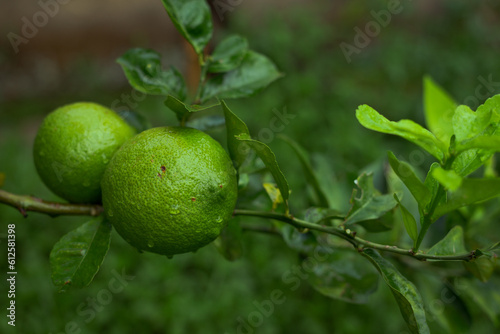 Wallpaper Mural Fruto da variedade de Limão Rei em horta da cidade de Guarani, estado de Minas Gerais, Brasil Torontodigital.ca