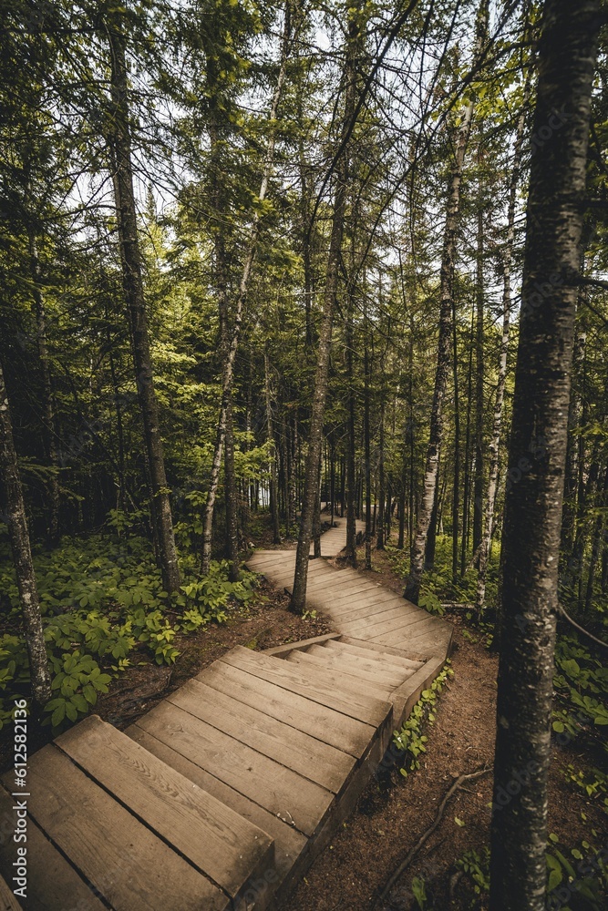 Fototapeta premium Vertical shot of wooden stairs and road in a forest passing through tall trees
