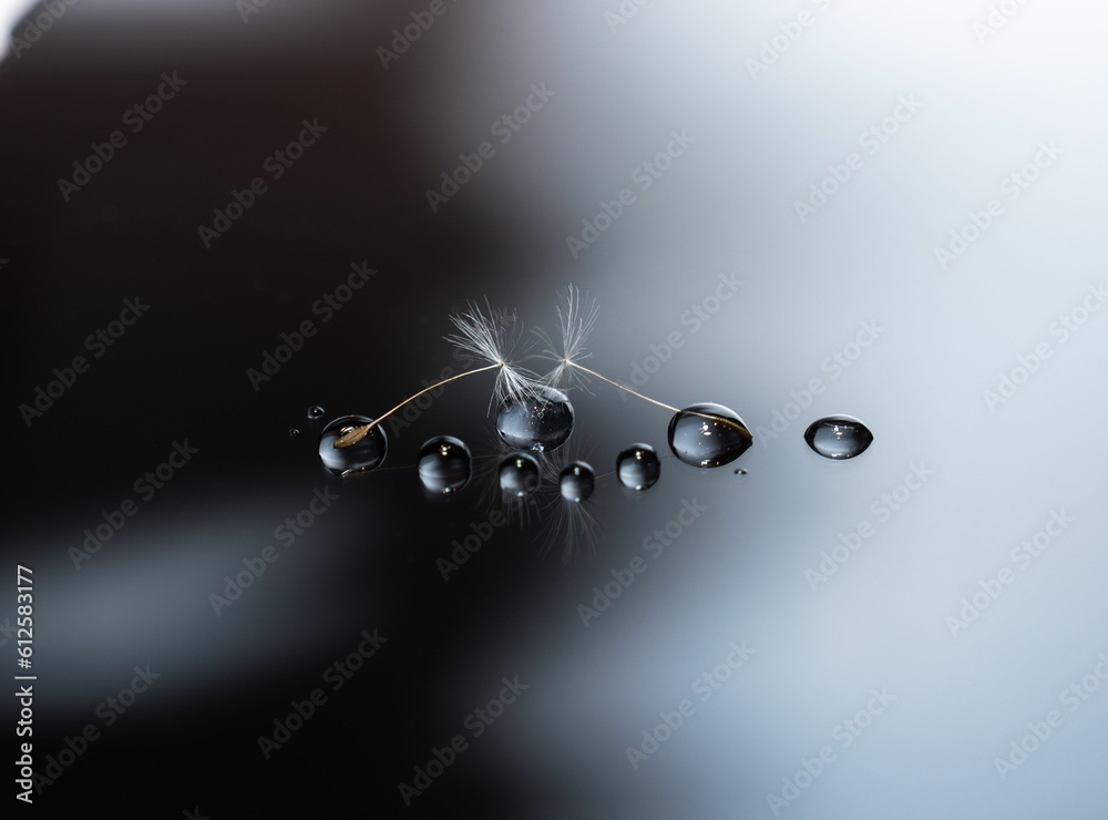 Obraz premium Close-up shot of dandelion seeds and waterdrops on a dark reflecting surface