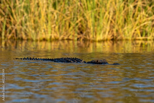 Closeup of an alligator swimming in a pond