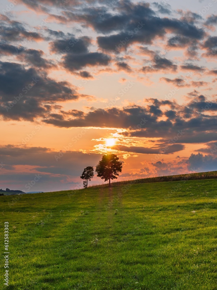 Landscape of a tree on meadows under dramatic sunset sky for wallpaper, vertical shot