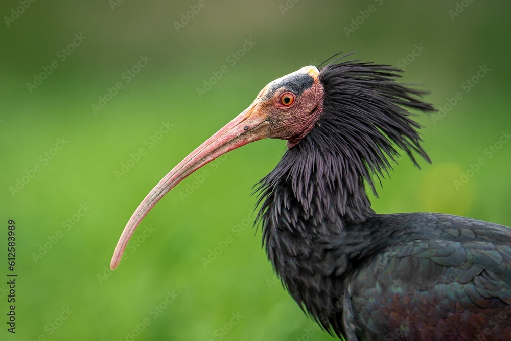 Fototapeta premium Side view portrait of a northern bald ibis with blur green background