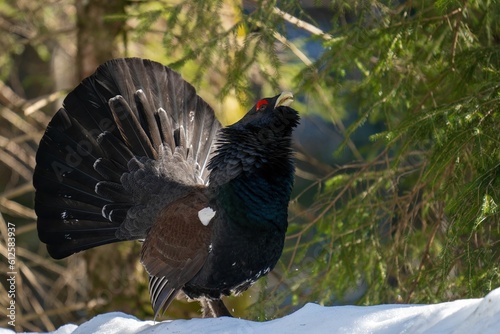 Eurasian capercaillie bird standing on the snow calling during courtship display photo