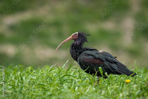 Northern bald ibis standing on the ground among green grass during daytime with blur background