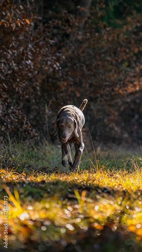 Vertical of the cute Weimaraner dog happily walking in the forest on the blurred background