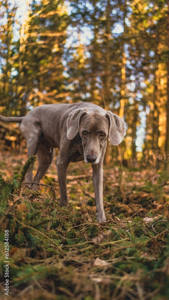 Vertical shot of a Weimaraner in the autumn