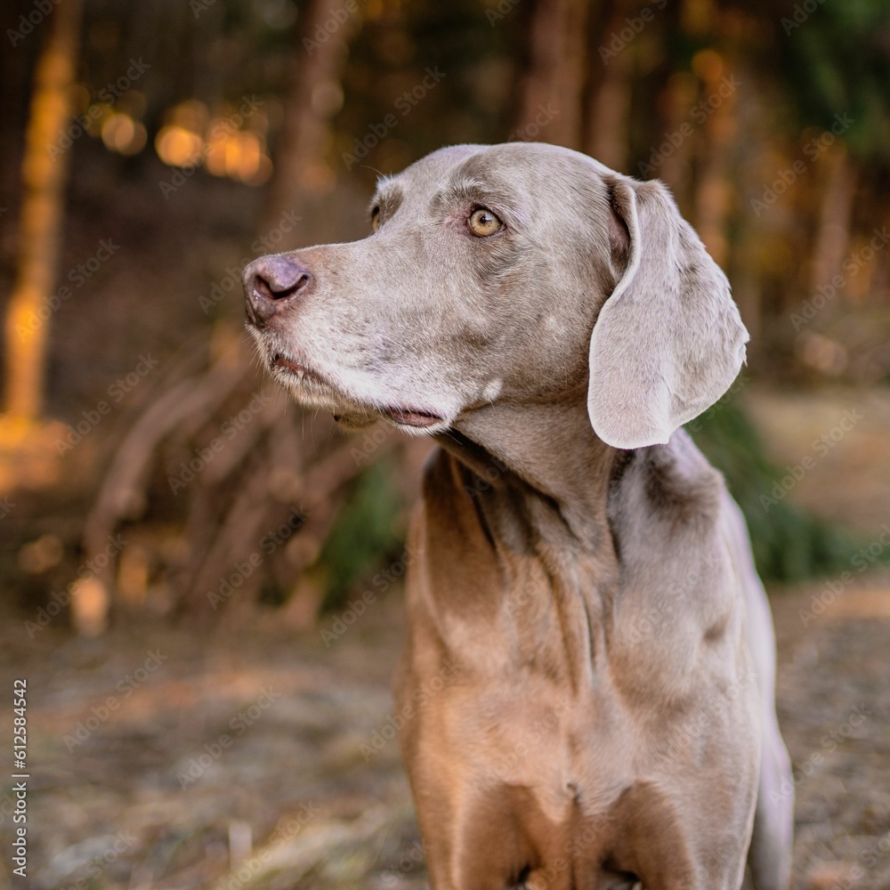 Closeup shot of a Weimaraner Closeup shot of a Weimaraner