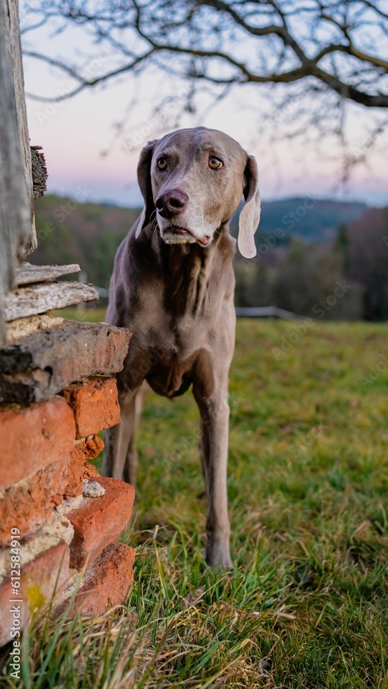 Vertical shot of the cute Weimaraner dog walking in the field with trees on the blurred background
