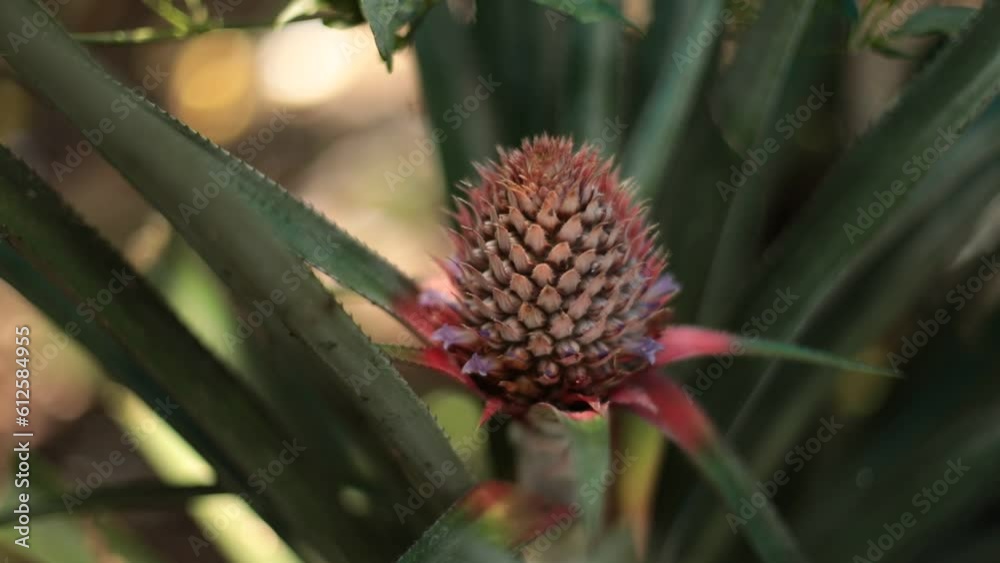 HD of the pineapple (Ananas comosus) growing HD of the pineapple (Ananas comosus) growing