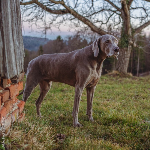 Cute Weimaraner dog walking in the field with trees on the blurred background