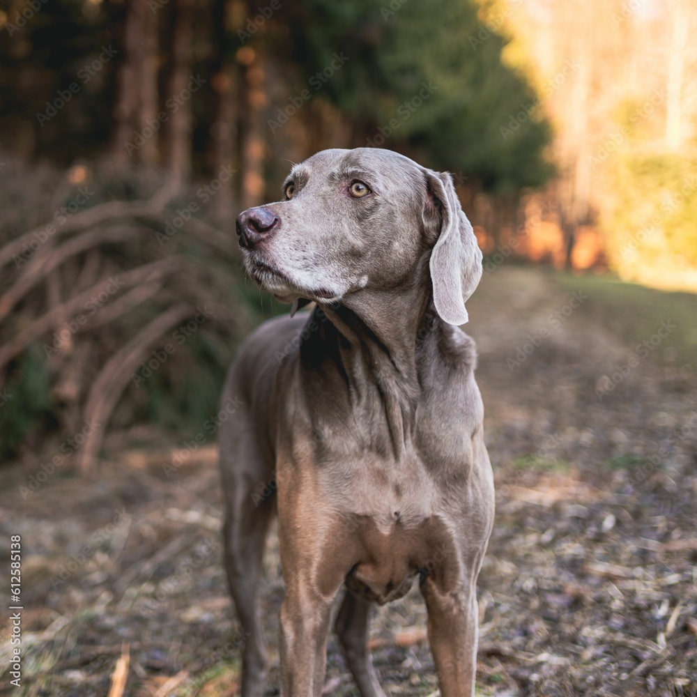 Closeup shot of a Weimaraner