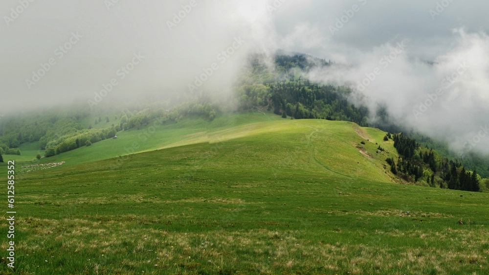 Scenic shot of the green slope of a mountain and trees covered in mist