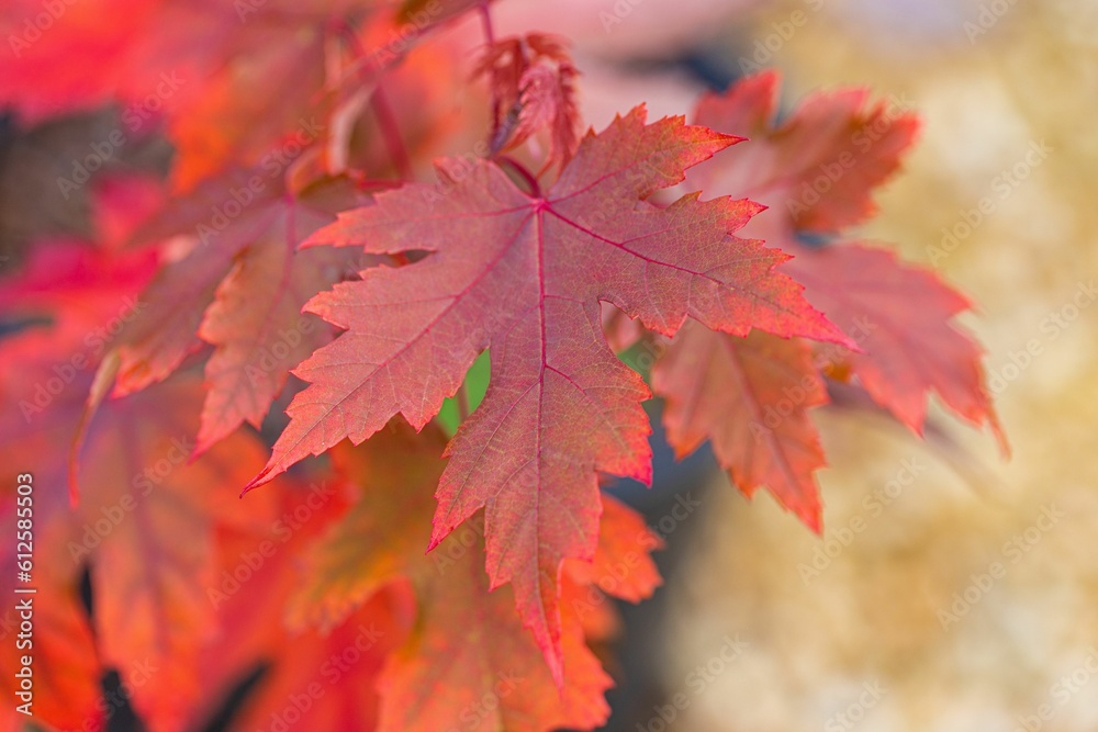 Closeup of beautiful red leaves growing on a tree in autumn Closeup of beautiful red leaves growing on a tree in autumn