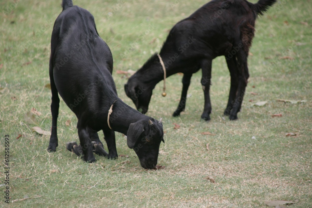 Two black goats eating grasses