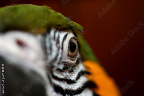 Closeup shot of the parrots eye