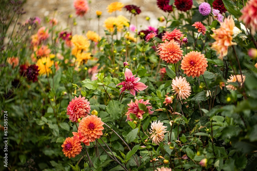Closeup of colorful Dahlia pinnata flowers growing in a green park Closeup of colorful Dahlia pinnata flowers growing in a green park