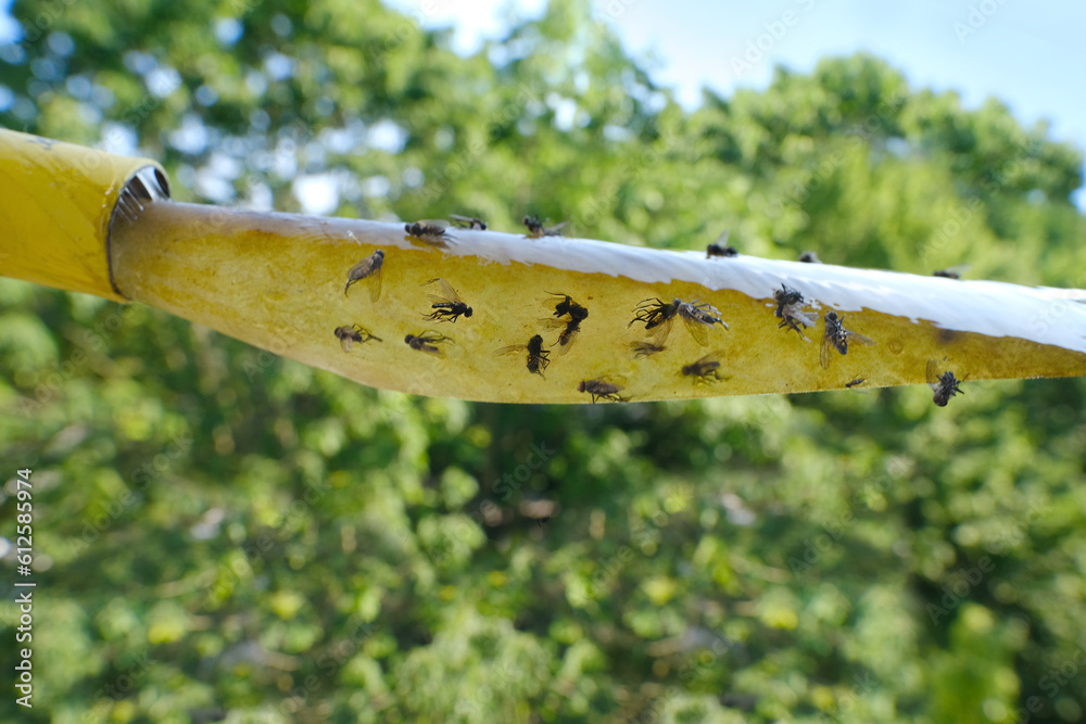 paper tape smeared with glue, flypaper for insects, lot of many killed ...