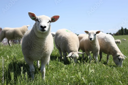 Group of the Sheep in the green field on a sunny day