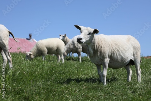 Group of the Sheep in the green field on a sunny day