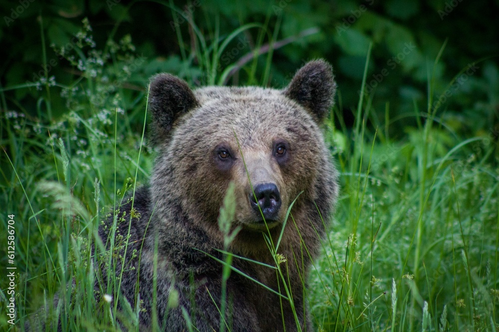Fototapeta premium Closeup of a Grizzly bear sitting in grass with blurred background
