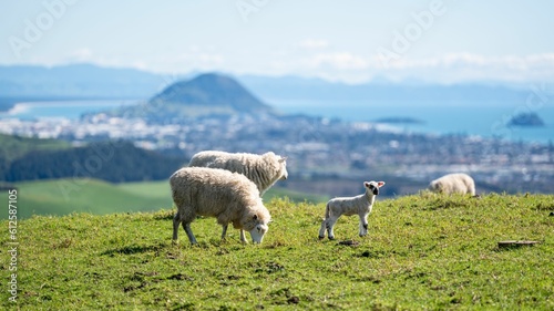 Aerial view of sheep grazing on a rural valley over a city view