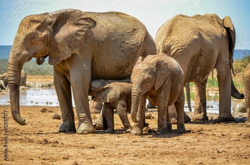 Canvas Print Family of African bush elephants in the savanna