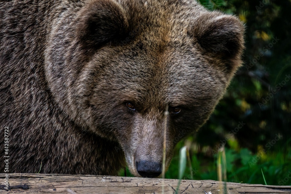 Beautiful shot of a brown bear in a forest during the day
