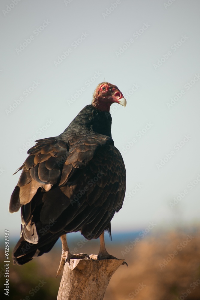 Image of a Turkey vulture standing on the wood in the blur background Image of a Turkey vulture standing on the wood in the blur background