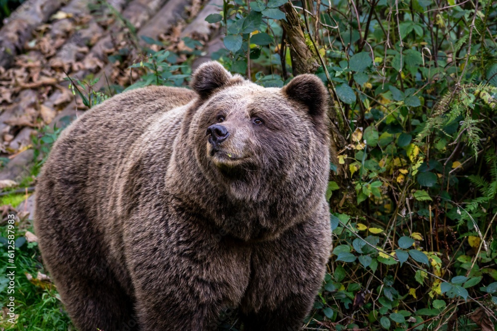 Beautiful shot of a brown bear in a forest during the day Beautiful shot of a brown bear in a forest during the day