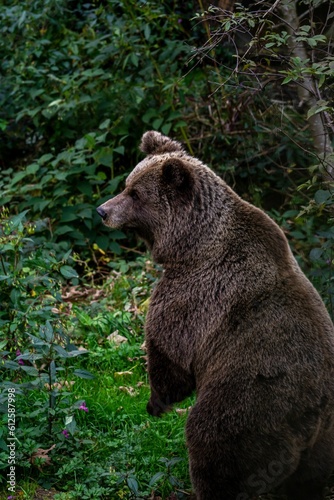 Vertical shot of a brown bear in a forest during the day