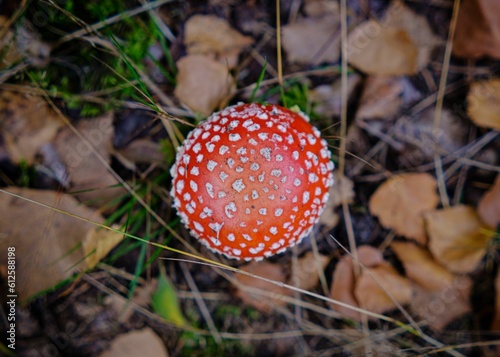 Closeup of growing Amanita muscaria mushroom