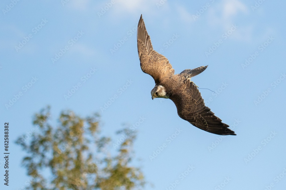 Fototapeta premium Closeup of a saker falcon (Falco cherrug) flying down against blue blurred sky