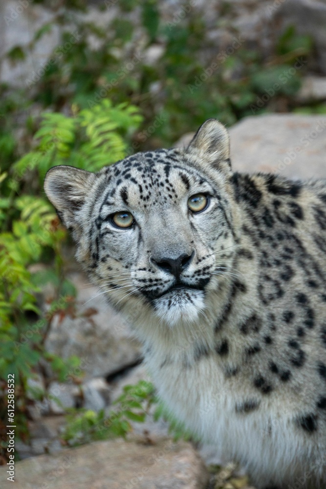 Vertical closeup of Snow leopard in the zoo Vertical closeup of Snow leopard in the zoo