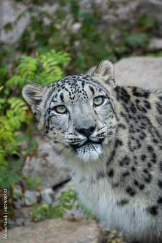 Vertical closeup of Snow leopard in the zoo
