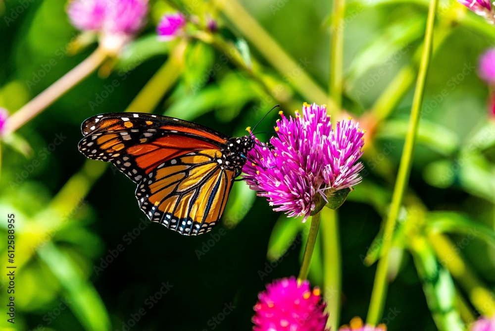 Closeup shot of an orange monarch butterfly on a purple clover flower Closeup shot of an orange monarch butterfly on a purple clover flower