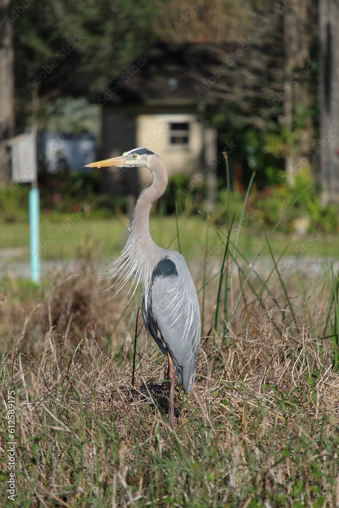 Naklejka premium Vertical shot of a great blue heron standing tall on a grass in sunlight