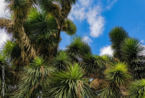 Scenic shot of branches and tops of a cabbage palm  Cordyline australis  against blue sky