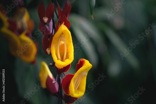 Closeup of a lady's slipper vine (Thunbergia mysorensis) against blurred background photo