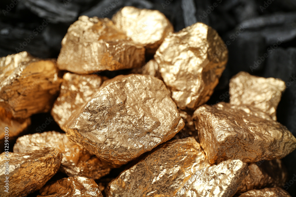 Fototapeta premium Golden nuggets on black charcoal, closeup